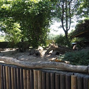 Banded mongoose exhibit, 2024-06-08
