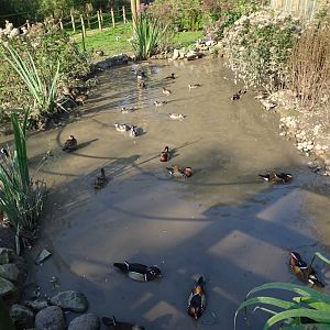 Walk-through aviary, 5th October 2024