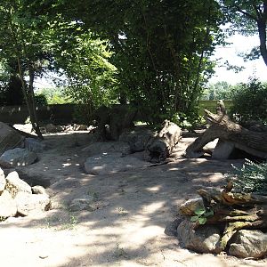 Banded mongoose exhibit, 2024-06-08