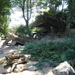 Banded mongoose exhibit, 2024-06-08