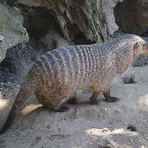Banded mongoose (Mungos mungo), 2024-06-08