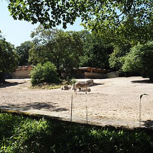 Damara zebra paddock, 2024-06-08