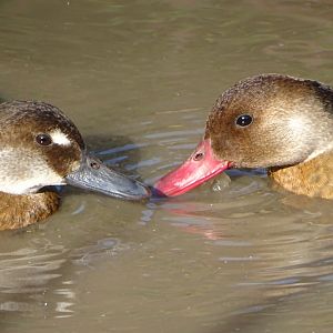 Brazilian Teal, 5th October 2024