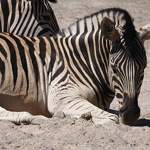 Damara zebra (Equus quagga burchellii), 2024-06-08