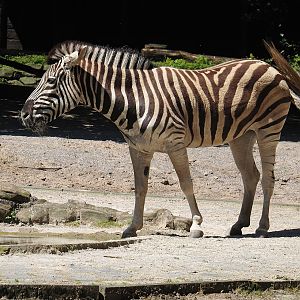 Damara zebra (Equus quagga burchellii), 2024-06-08