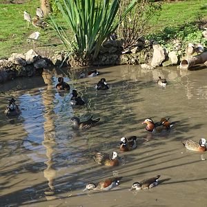 Closer view of some of the waterfowl, 5th October 2024