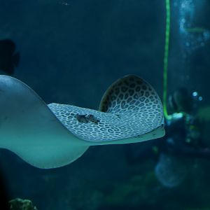 Leopard Whipray