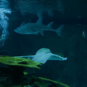 Bowmouth Guitarfish & Leopard Whipray