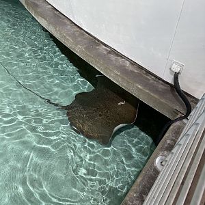 Fine-spotted leopard whipray (Himantura tutul) in the Reef Lagoon