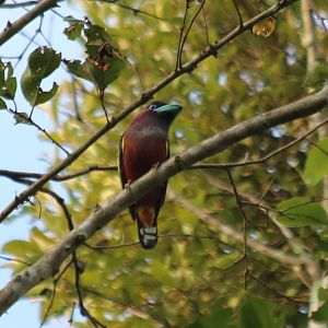 Banded Broadbill