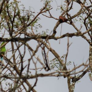 Vernal Hanging Parrots