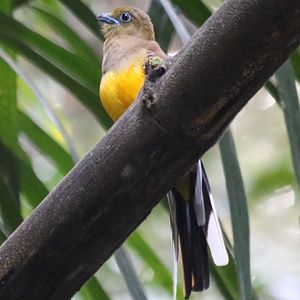 Orange-brested Trogon