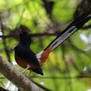 White-rumped Shama
