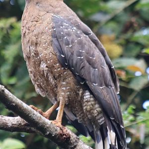 Crested Serpent Eagle
