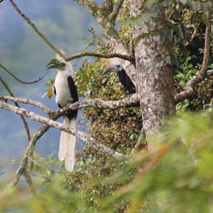 White-crowned Hornbill Pair