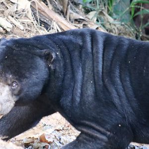 Sun Bear