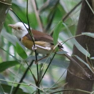 White-hooded Babbler