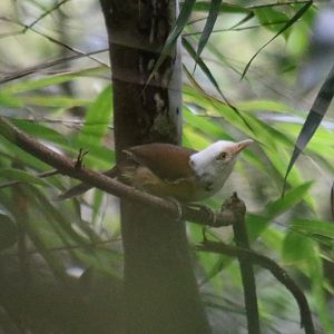 White-hooded Babbler