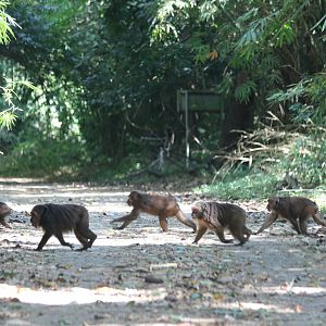 Stump-tailed Macaques