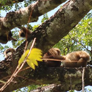 White-handed Gibbon Family