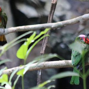 Pair of Red-bearded Bee-eaters