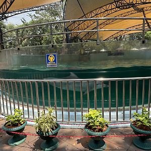 Indo-Pacific Bottlenose Dolphin