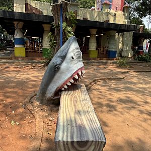 Shark Bench