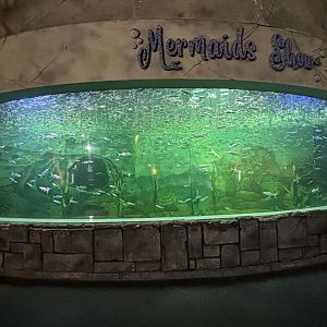 Mermaid Tank - Penguin Kingdom