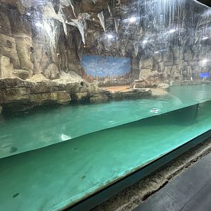 Humboldt Penguin Exhibit