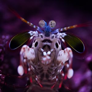 Peacock Mantis Shrimp