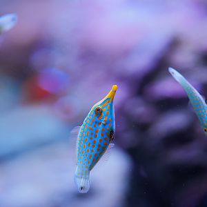 Orange Spotted Filefish