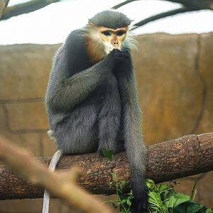 Grey-shanked Douc Langur