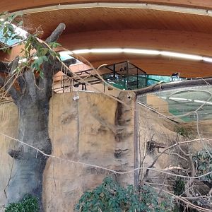 Backstage Fruit bats in the Asia House (former Elephant House)