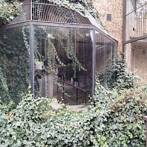 Overgrown monkey cage