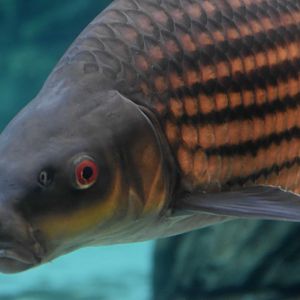 Jullien's Golden Carp (Probarbus jullieni)