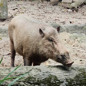 Sumatran Bearded Pig (Sus barbatus oi)