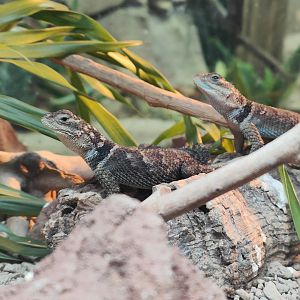 Blue Spiny Lizard (Sceloporus serrifer)