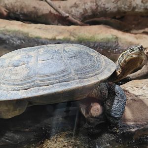 Vietnamese Pond Turtle