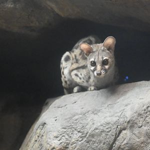 Large-spotted genet (Genetta tigrina)