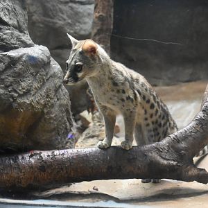 Large-spotted genet (Genetta tigrina)