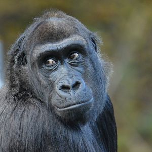 Gorilla Kahla