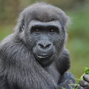 Gorilla Kijani