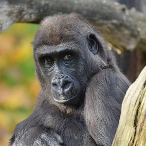 Gorilla Malkia