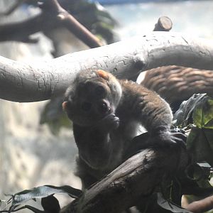 Potto (Perodicticus potto)