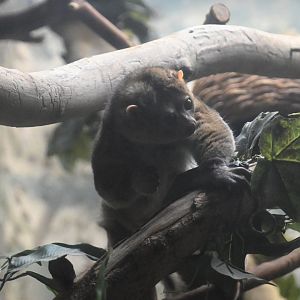 Potto (Perodicticus potto)