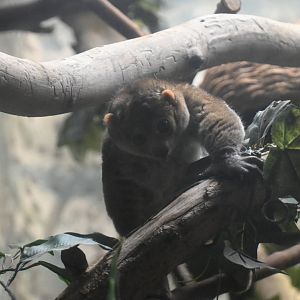 Potto (Perodicticus potto)