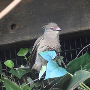 Blue-naped mousebird (Colius macrourus)