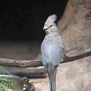 Blue-naped mousebird (Colius macrourus)