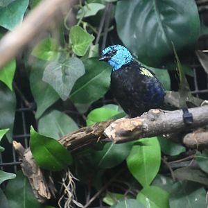 Blue-necked tanager (Tangara cyanicollis)