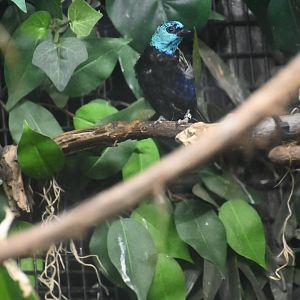 Blue-necked tanager (Tangara cyanicollis)